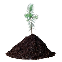 Dell Dell Plant a Tree for Me - Offset a Desktop (